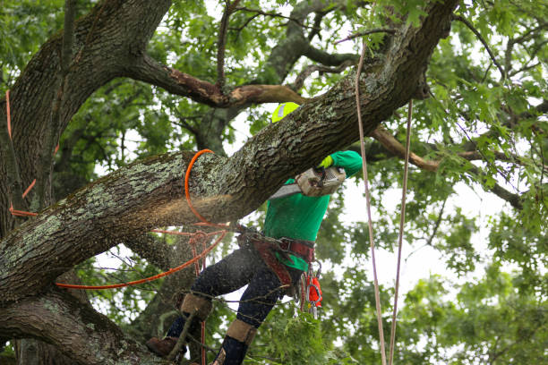 Best Tree Cabling and Bracing  in Monticello, AR