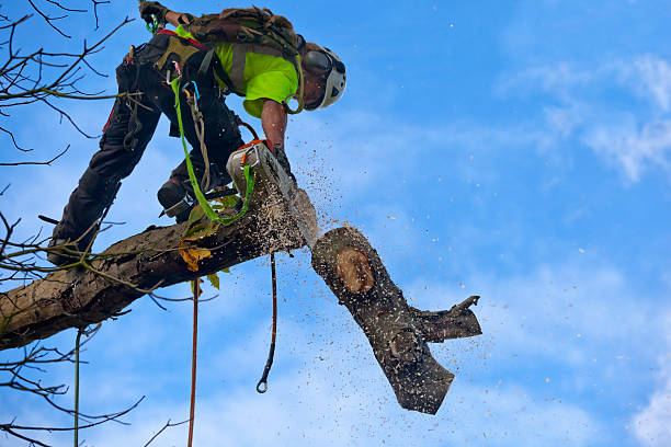 How Our Tree Care Process Works  in  Monticello, AR