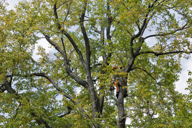 Best Tree Trimming and Pruning  in Monticello, AR